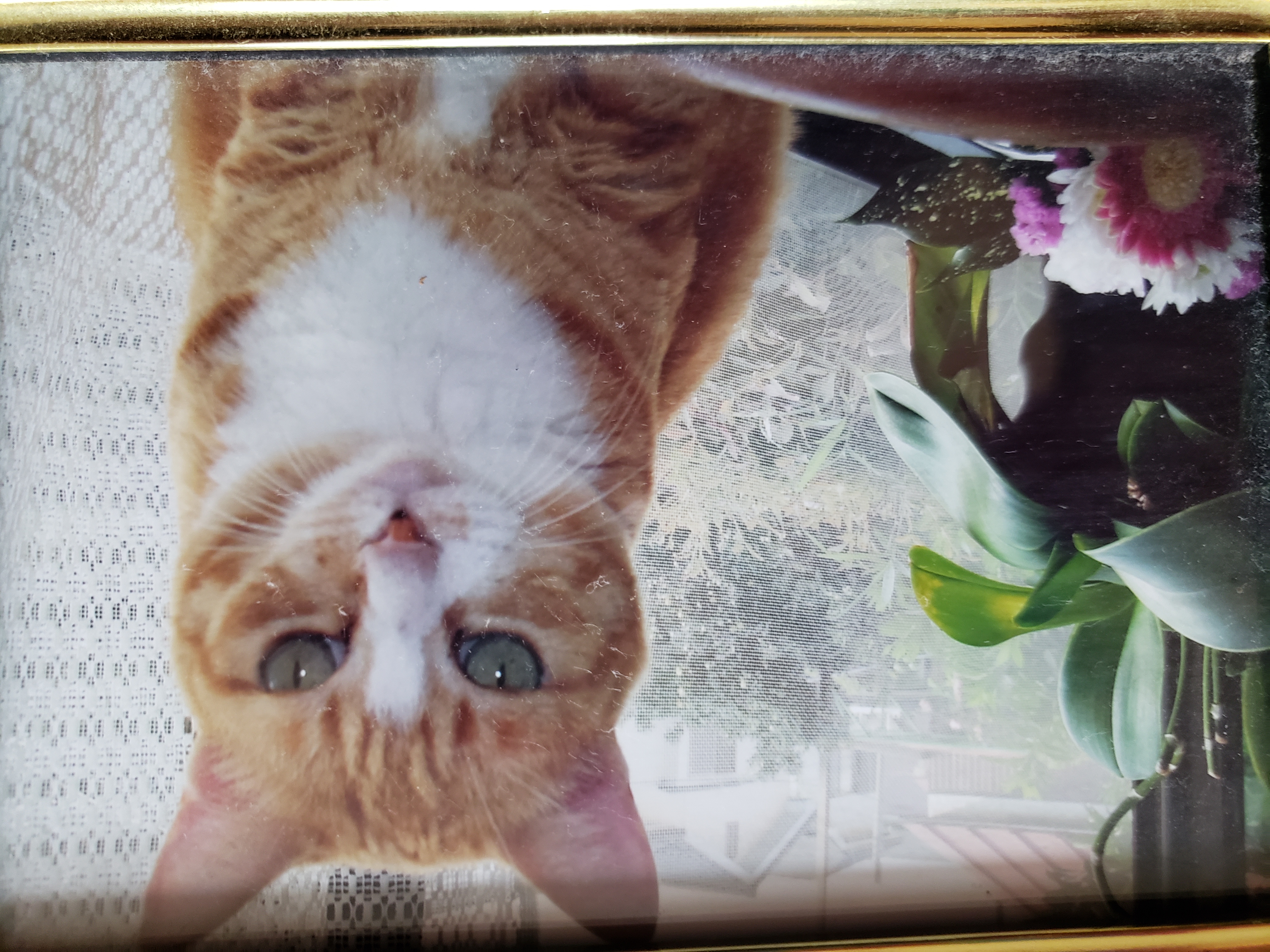 Cat gallery