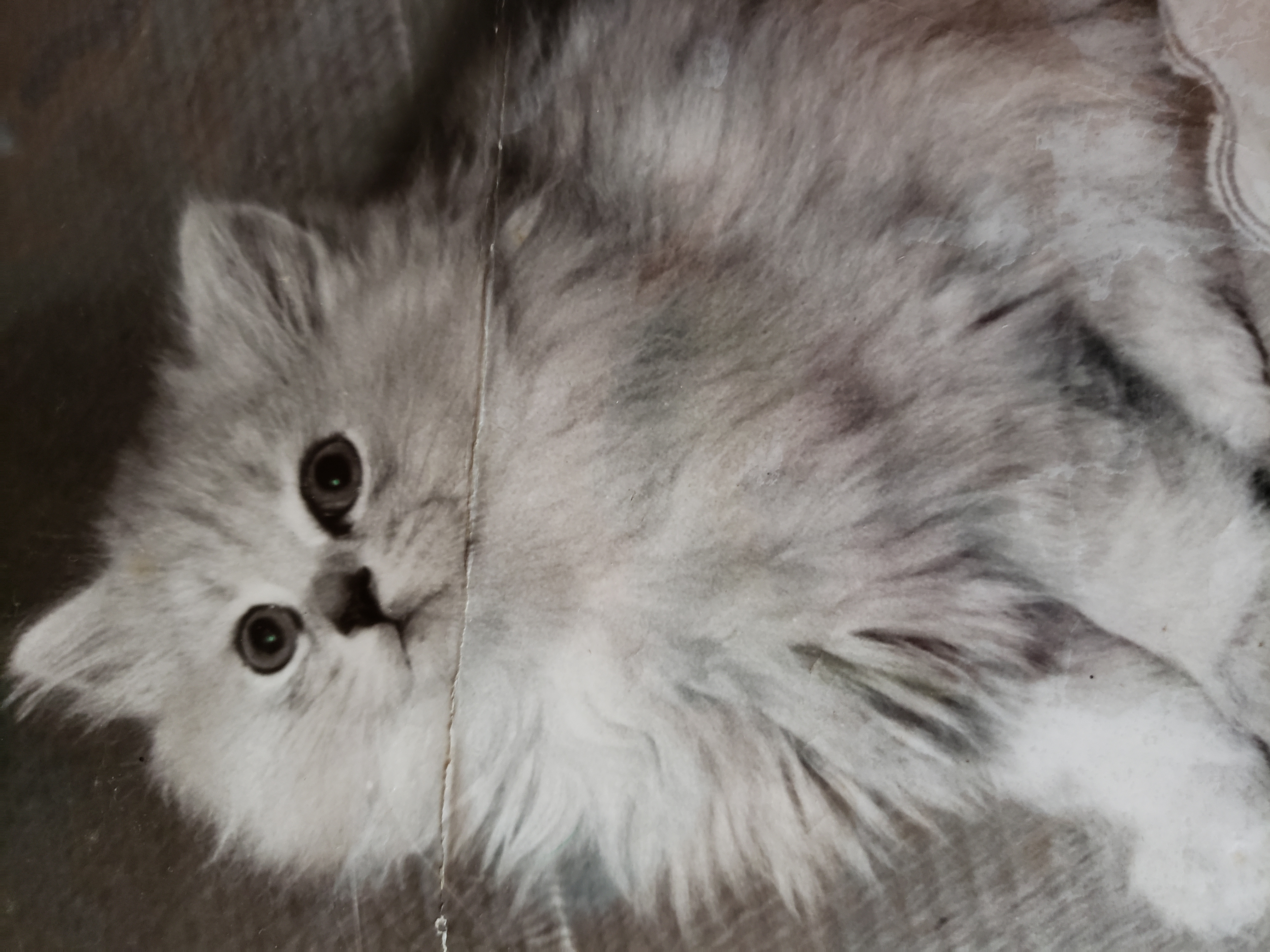 Cat memory 2