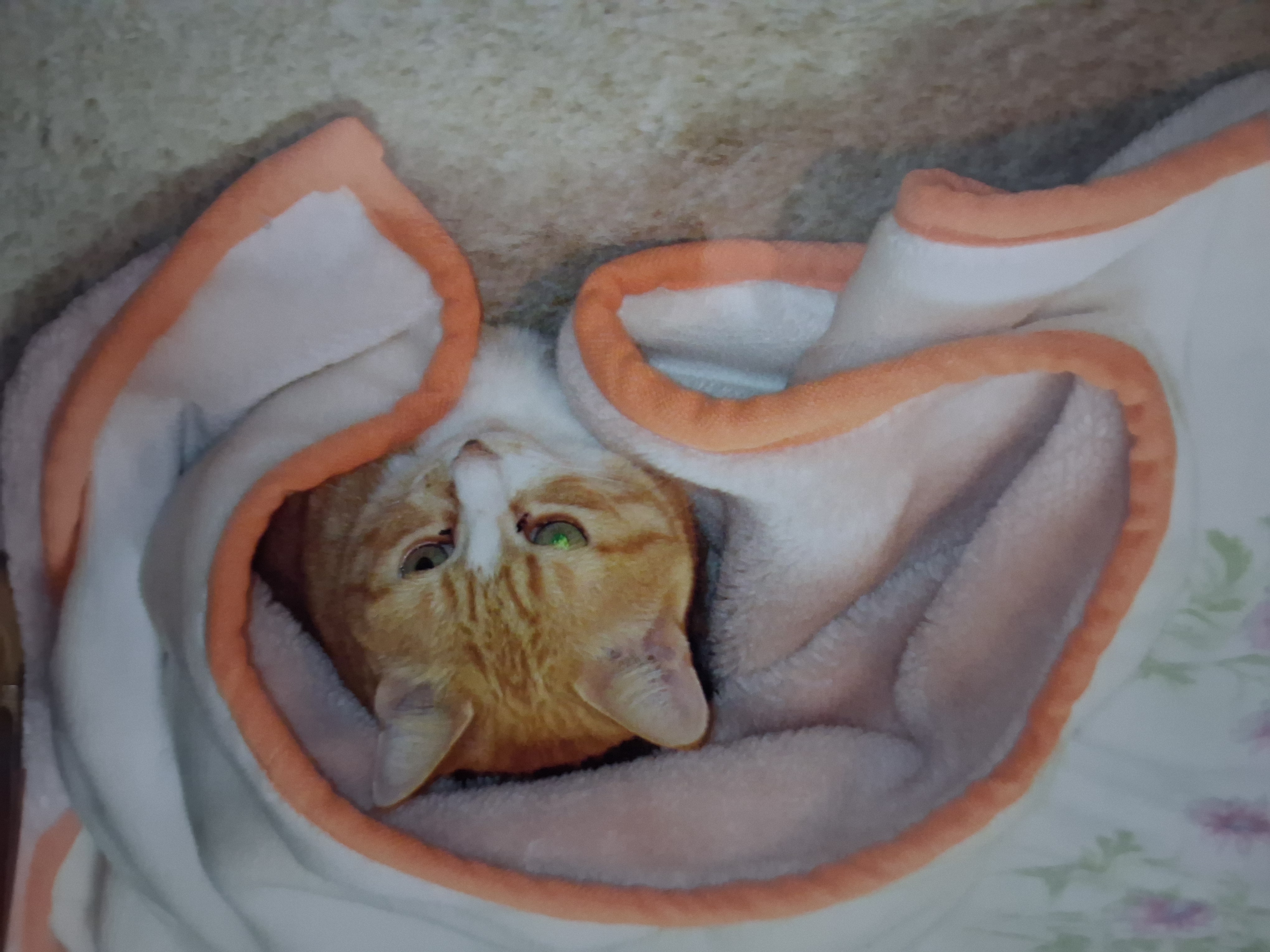 Cat memory 3