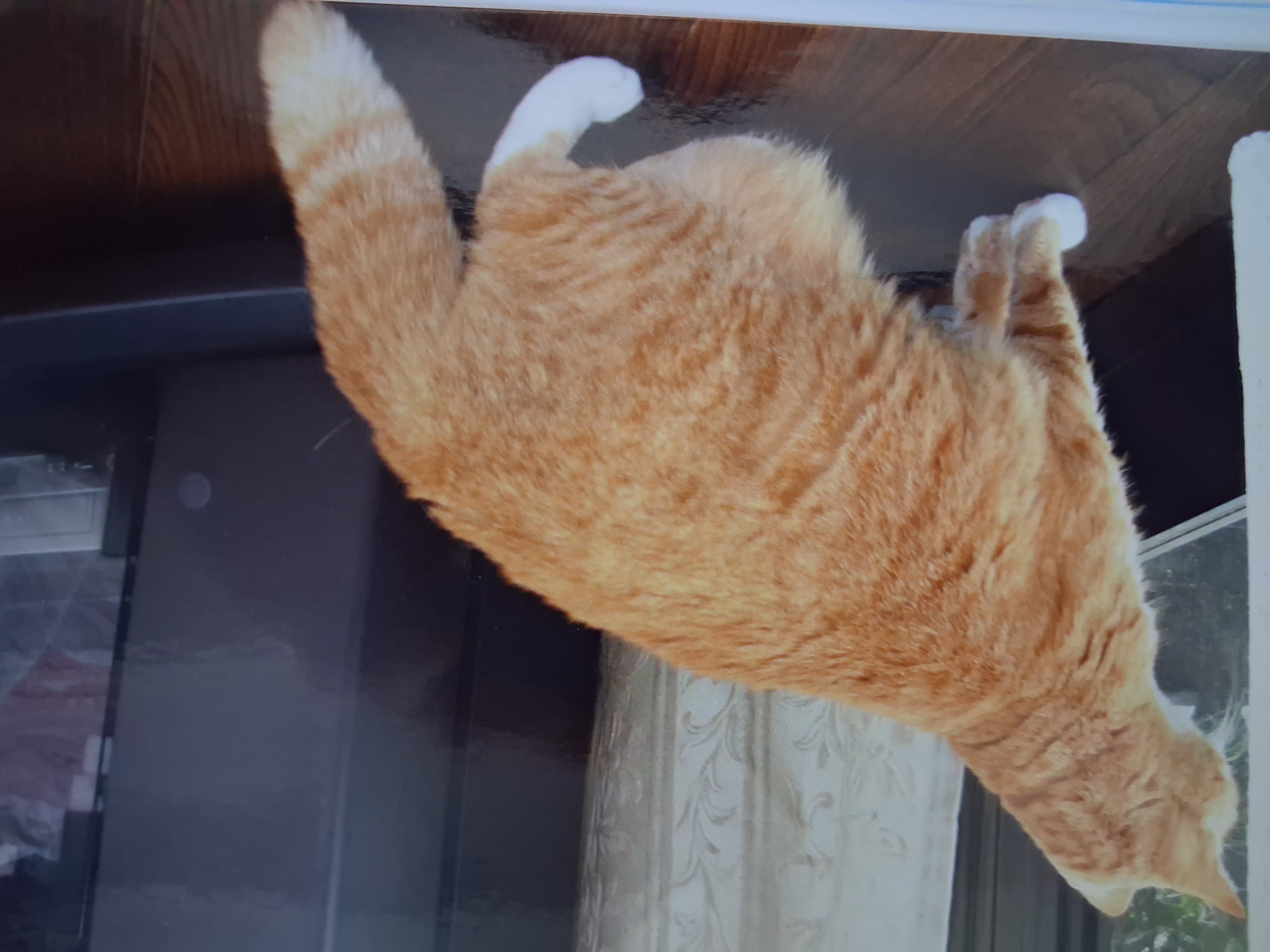 Cat memory 4