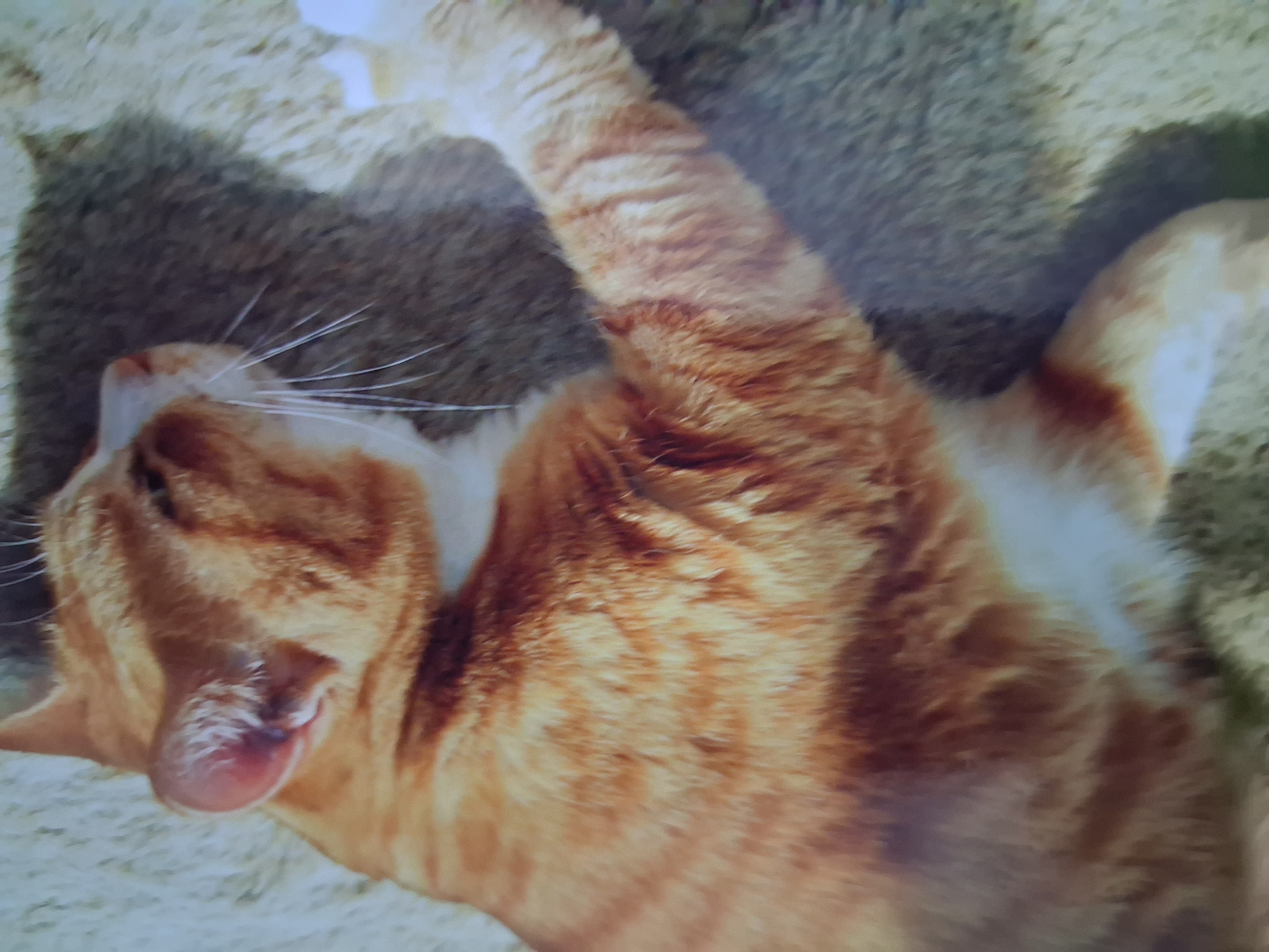 Cat memory 5