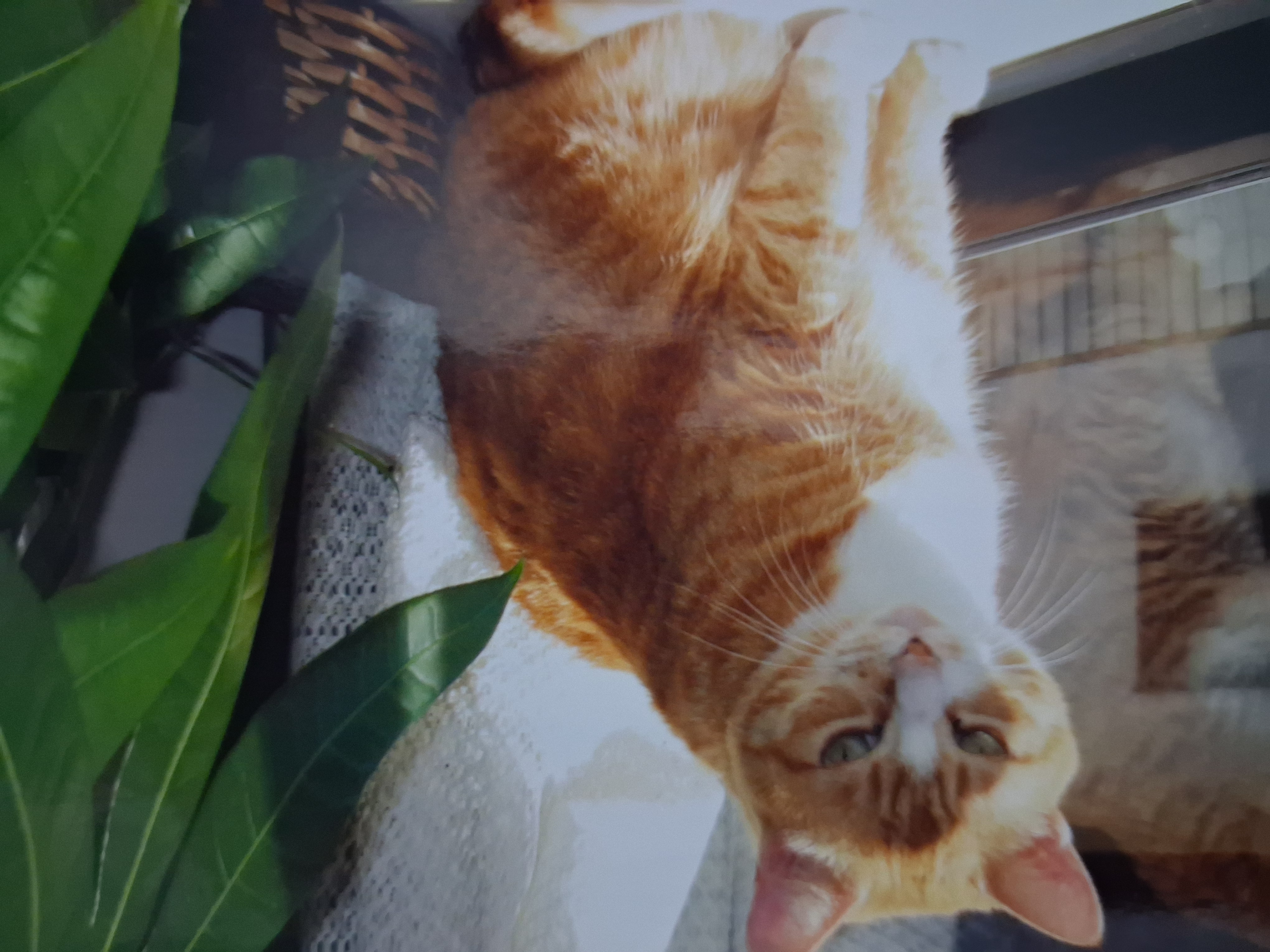 Cat memory 5