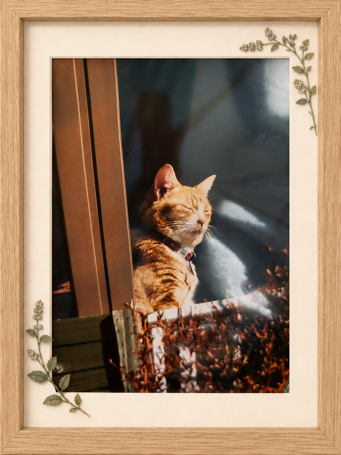Cat memory 1