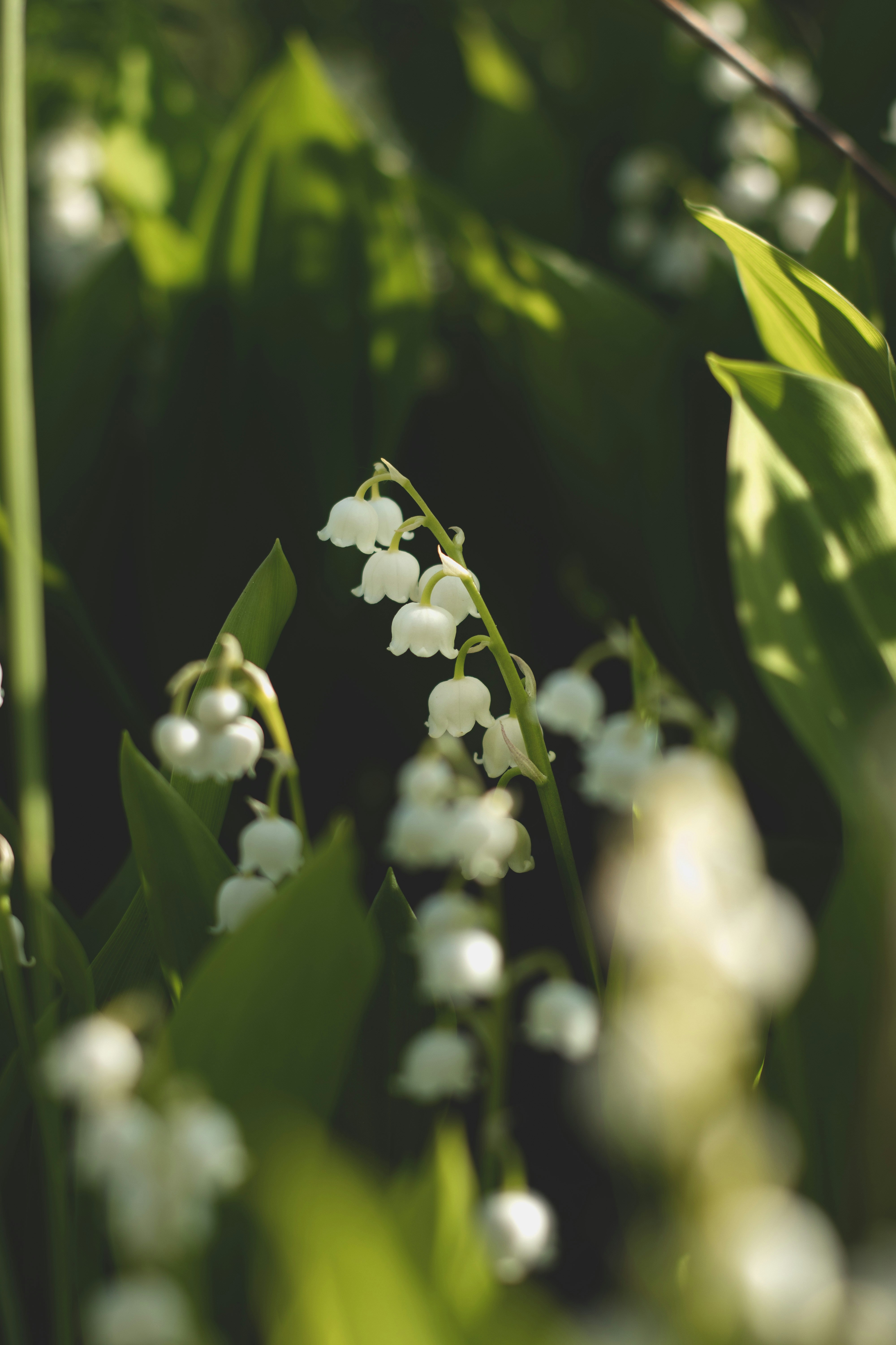 Suzuran flowers for family memories